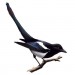 mildmagpie
